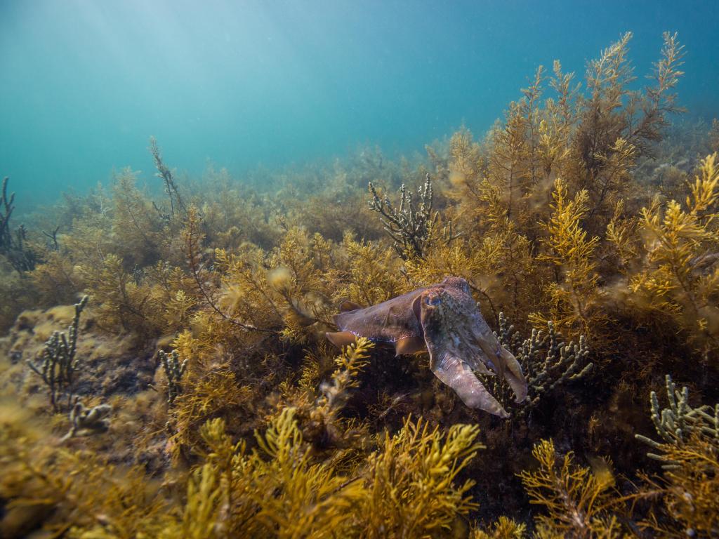 Whyalla, South Australia with a giant cuttlefish under water surrounded by a kelp bed.