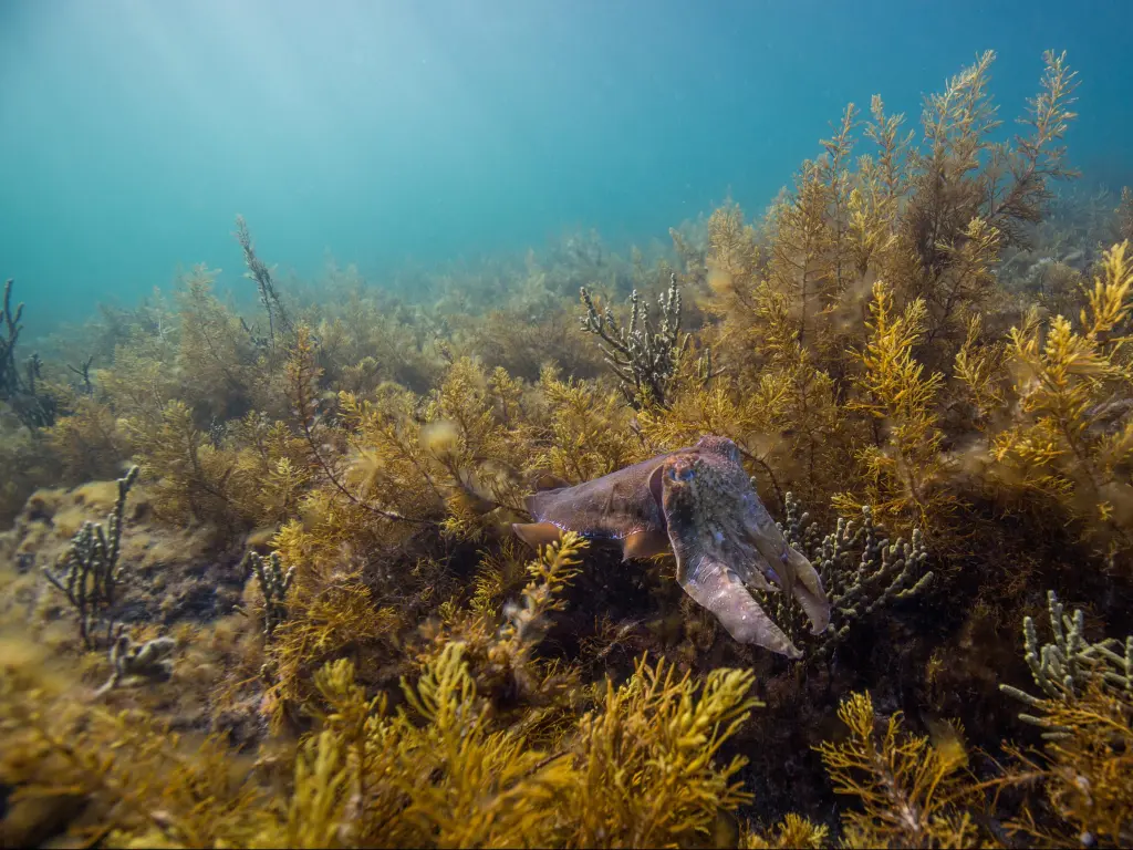 Whyalla, South Australia with a giant cuttlefish under water surrounded by a kelp bed.