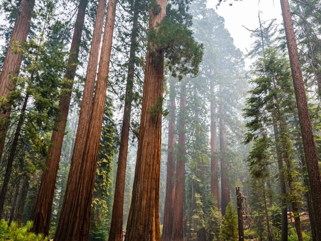 Giant Sequoia trees in Mariposa Grove, misty weather