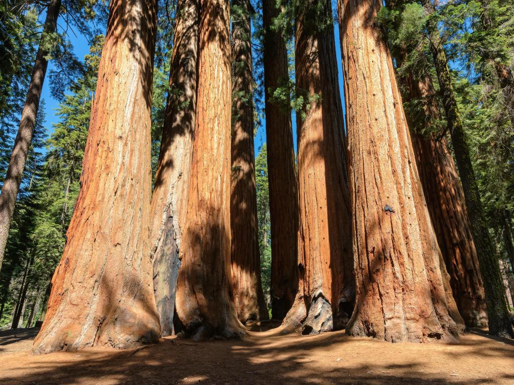 Giant sequoia trees in Sequoia National Park, California, USA