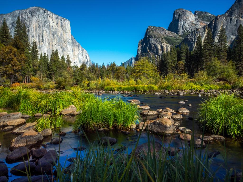 Yosemite National Park, California, USA with Yosemite Half Dome in the background and alpine lupins in the foreground taken on a sunny day.