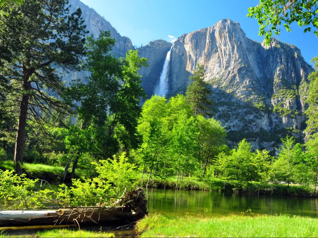 Upper Yosemite Falls, Yosemite National Park, California, USA on a sunny day with lush green foliage in the foreground.