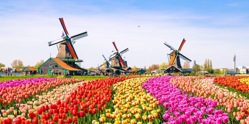 Rows of pink, orange, red and yellow tulips in a field with three windmills in the background, on a sunny day