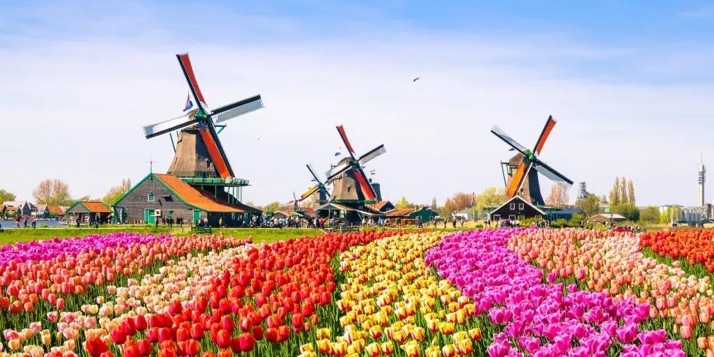 Rows of pink, orange, red and yellow tulips in a field with three windmills in the background, on a sunny day