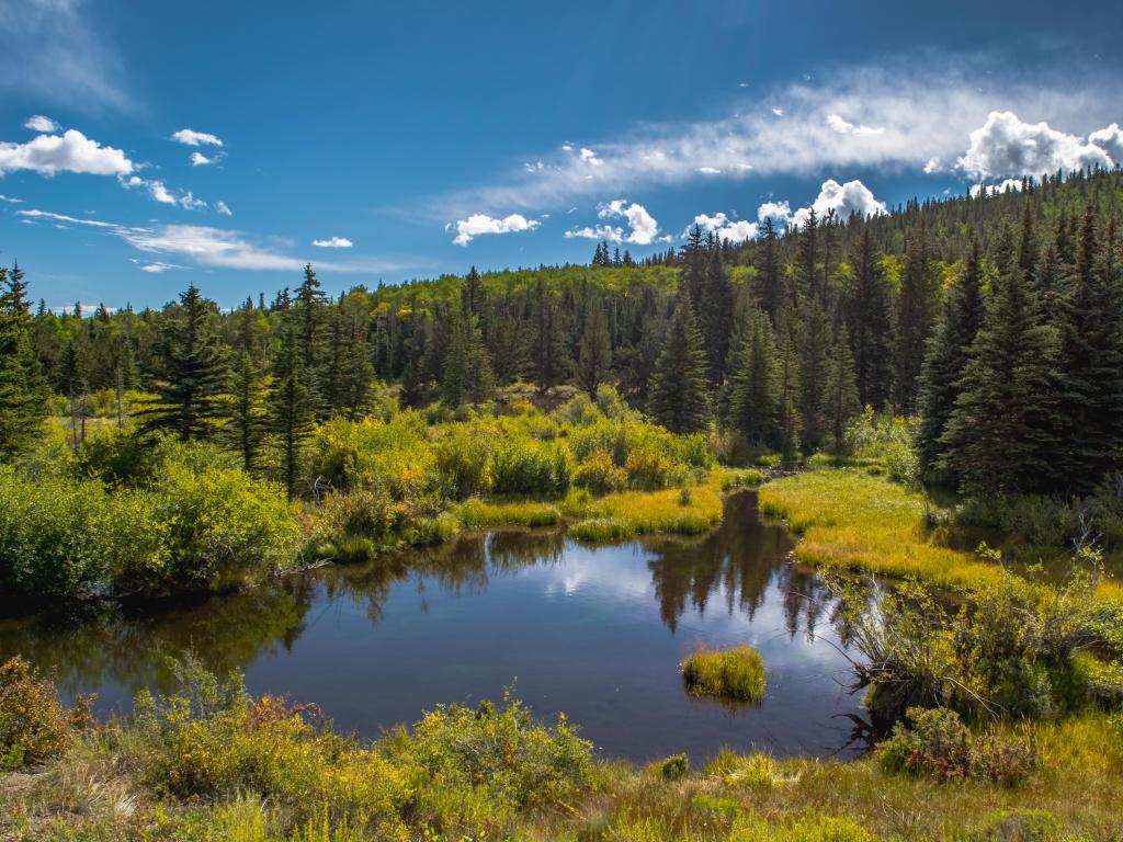 A dense area of pine trees surrounding a small lake in Buffalo Peaks Wilderness Area, with hills behind on a sunny day