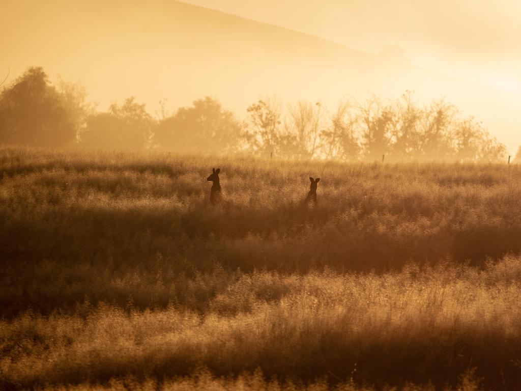 Goulburn, Australia at sunset with wildlife in the open lands at the foreground,  and hills and wind turbines in the background. 