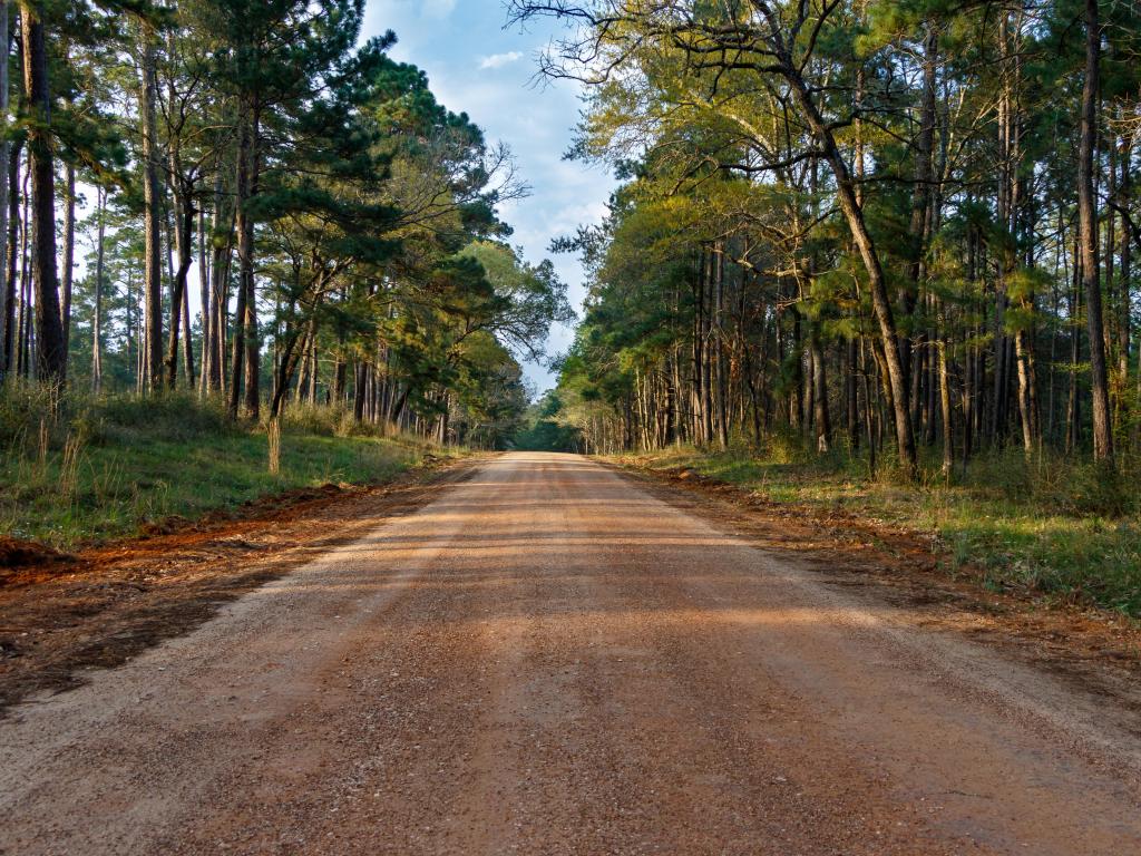 Beautiful forest road in the Sam Houston National Forest, Texas, USA.