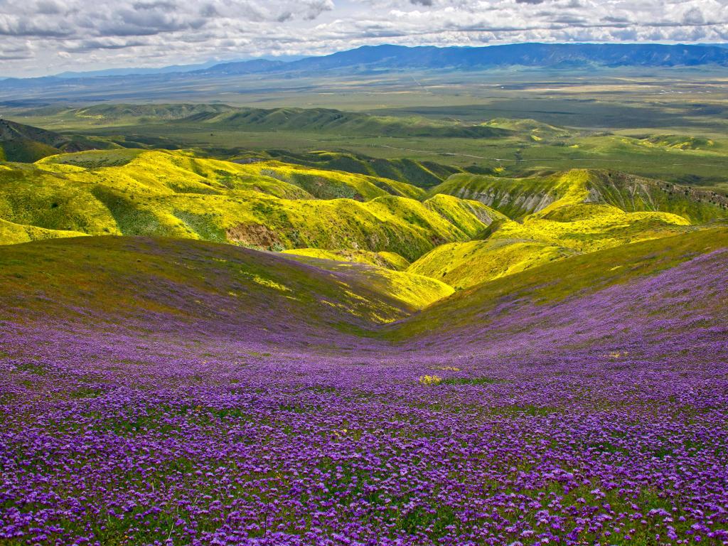 Carrizo Plain National Monument, California, USA with stunning spring wild flowers superbloom of purples and rolling hills. 