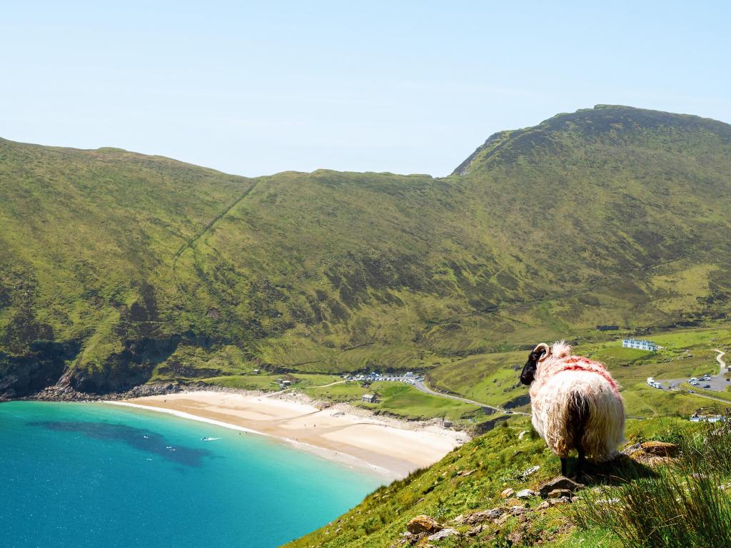 Achill Island, Ireland with sheep on a cliff in focus, Keem beach out of focus, Achill island in county Mayo, Ireland, warm sunny day. Clear blue sky and water of the Atlantic ocean. Irish landscape
