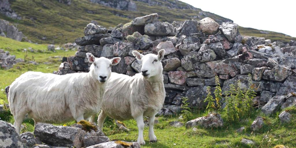 Two sheep stood in front of the ruins of a building at Ceannabeinne in Scotland