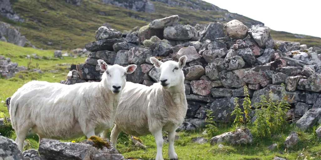 Two sheep stood in front of the ruins of a building at Ceannabeinne in Scotland
