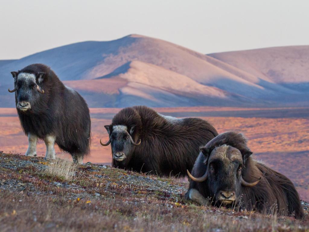 Musk Ox can be spotted from any of the three roads that venture from the town of Nome, Alaska. Their herds can be spotted from a distance or right beside the road.