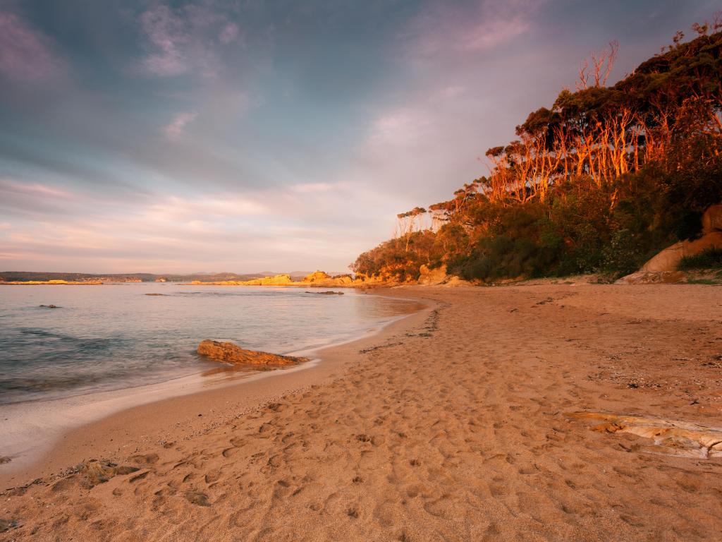 Morning light on an empty beach with golden sand and gum trees