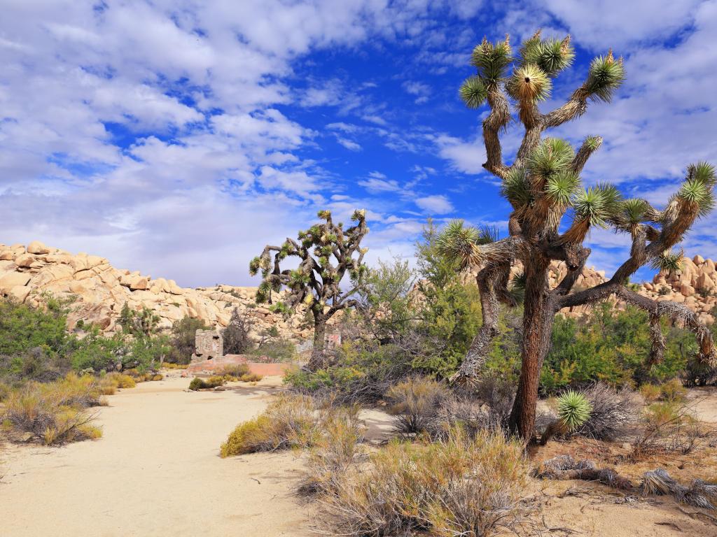 Joshua Tree National Park, California, USA with trails abound within the park, the famous Joshua trees lining the path and rocks in the distance taken on a sunny day.