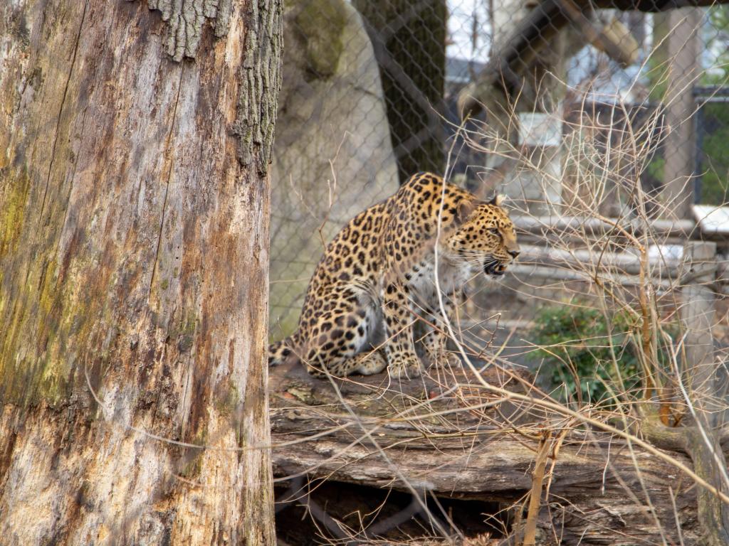 Cheetah at Staten Island Zoo