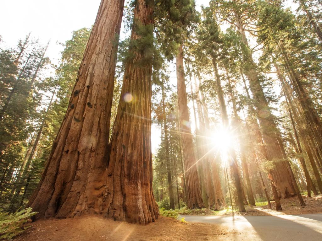 Beautiful sunset in Sequoia national park in California, USA with the tall trees all around.