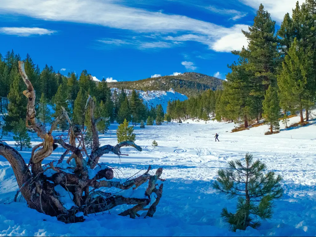 Cross country skiers enjoy the winter snow at Mammoth Lakes in California on a blue-sky day, with pine trees lining the ski area
