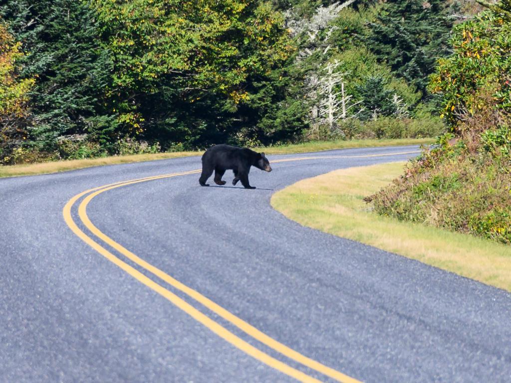 A black Bear strolls across the road on the Blue Ridge Parkway