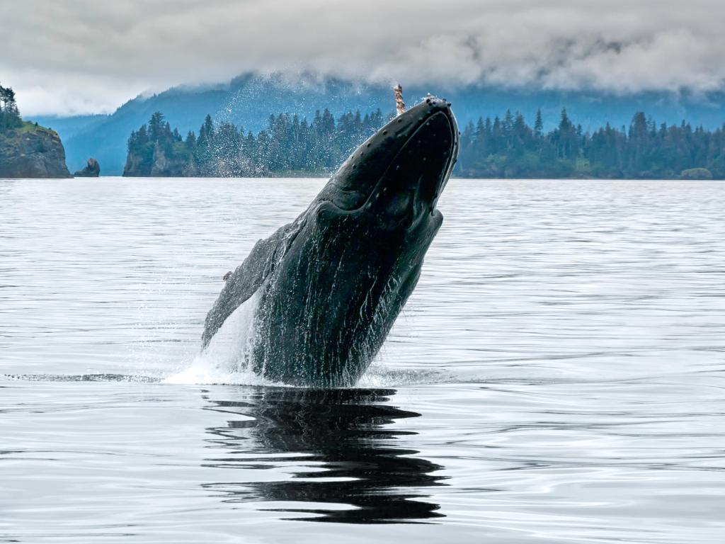 A big whale breaching in the Alaskan ocean near Seward with water splash in a grey cloudy day of summer