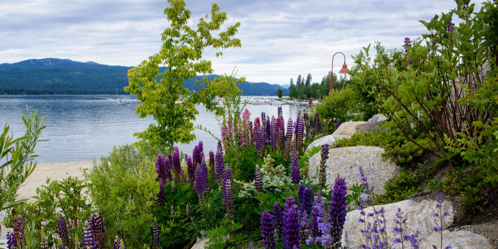 Flowers in Ponderosa State Park, Idaho