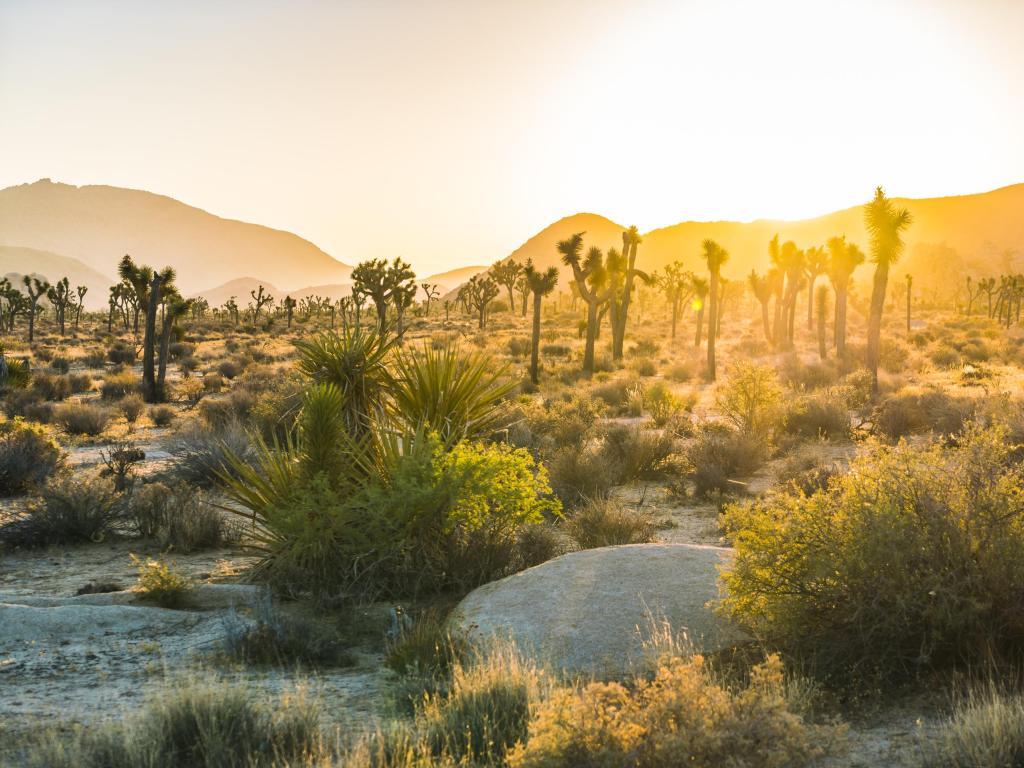 Ground-level view of Joshua Tree National Park in California at sunset, with shrubbery jutting out from the desert sand and mountains behind