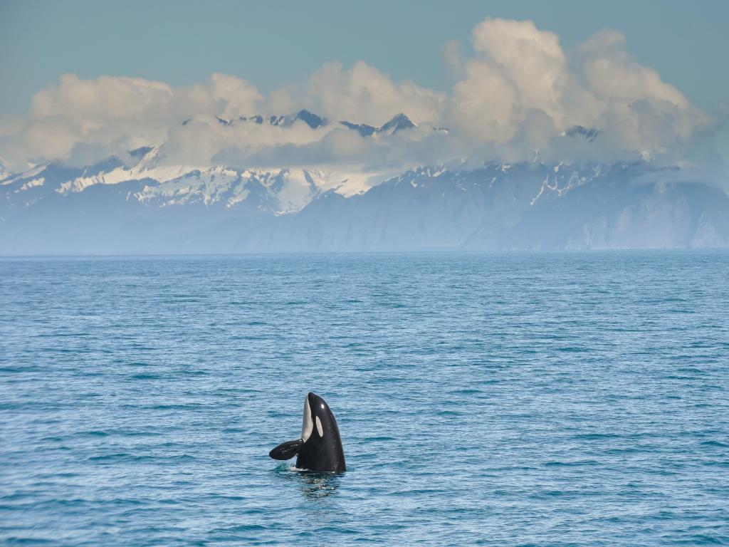 Orca Whale jumping in Resurrection Bay, Kenai Fjord in Alaska