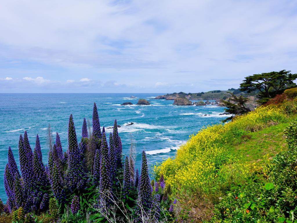 California Coast in Mendocino