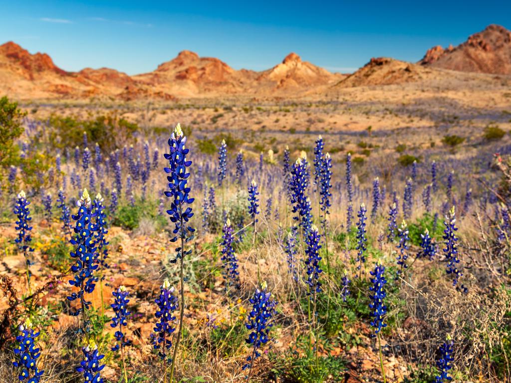 Bluebonnets bloom in Big Bend National Park, Texas, USA.