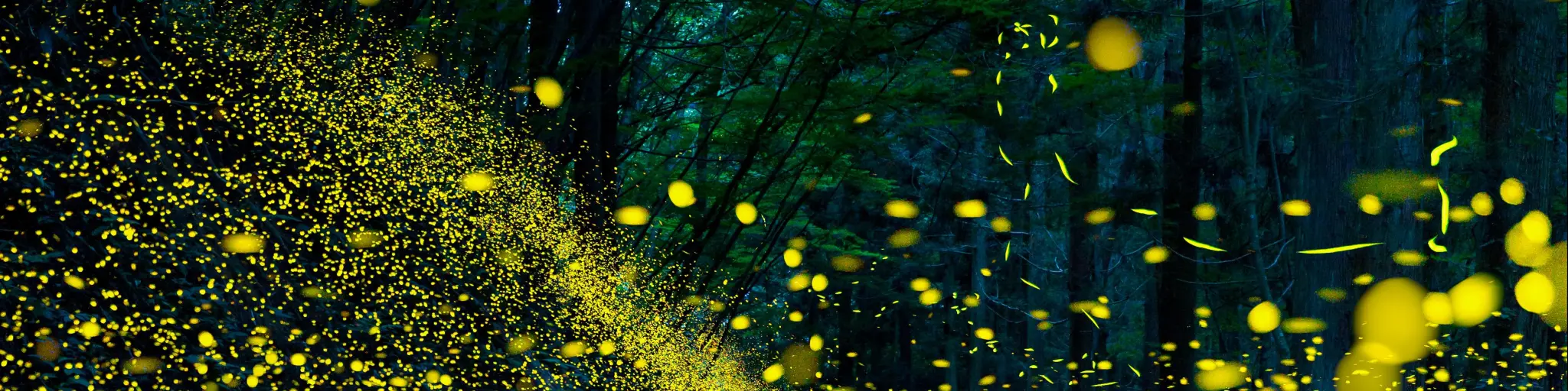 Fireflies flying simultaneously as the night falls in a dense forest