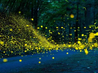 Fireflies flying simultaneously as the night falls in a dense forest