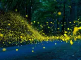 Fireflies flying simultaneously as the night falls in a dense forest