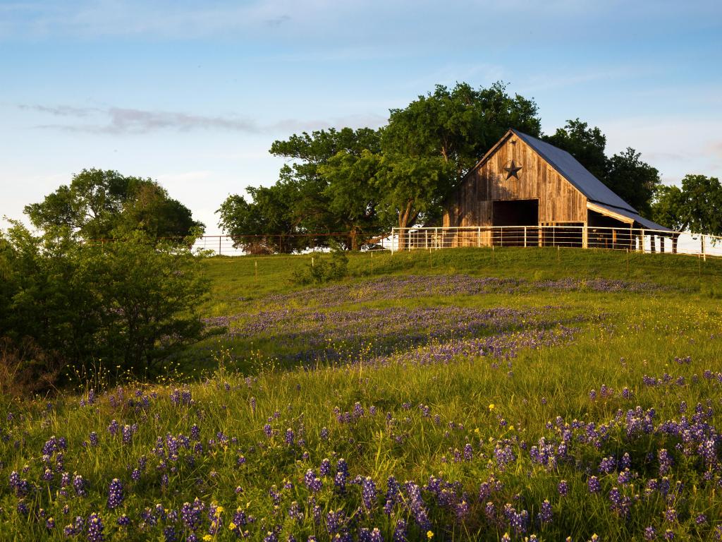 Traditional wood barn with single star emblem, with flowering blue wildflowers on grassy meadow in the foreground