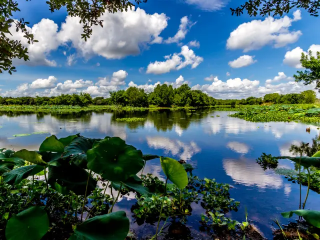 Beautiful crystal-like lake with plants growing on the banks of it on a sunny day with some dramatic white clouds