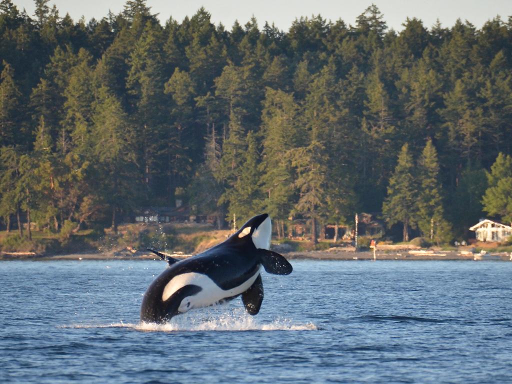 Orca whale breaches from the water in San Juan Islands, Washington State