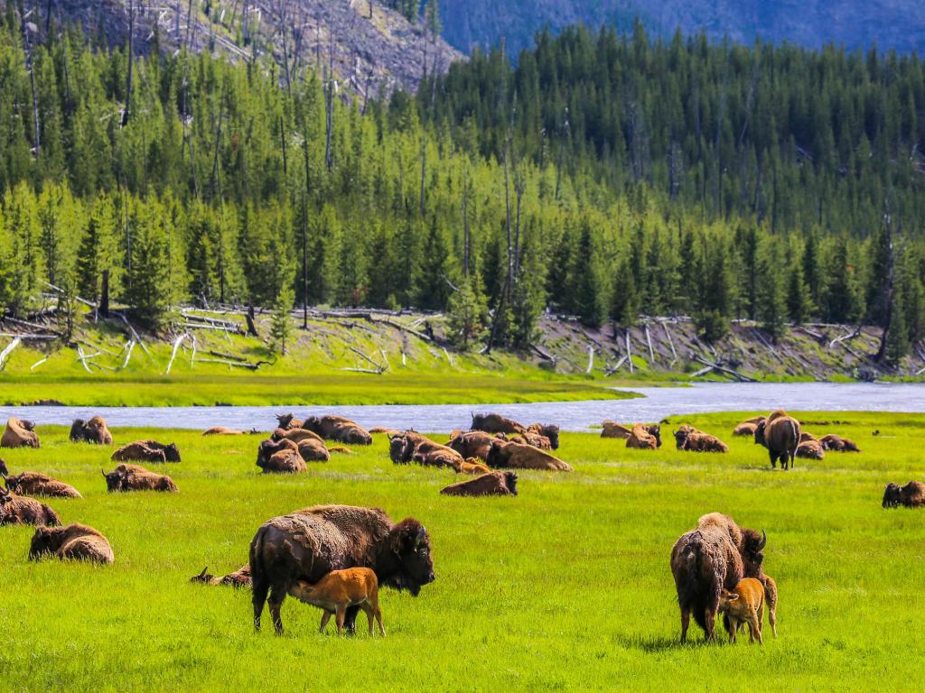 Yellowstone National Park, Madison River Valley, American Bison Herd, Wyoming