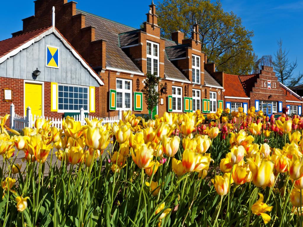 Colorful buildings in Holland, MI with yellow tulips in the foreground