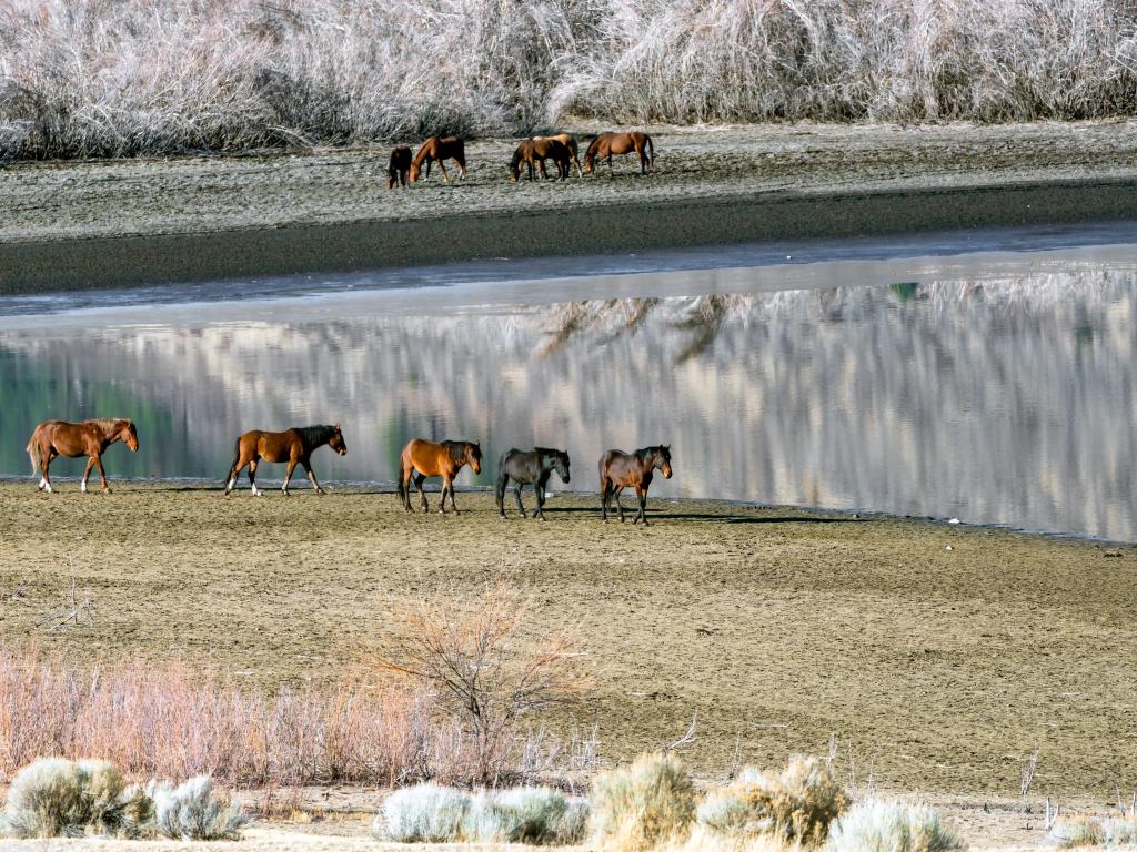 Wild horses walking along the edge of Washoe Lake with a waterfall behind
