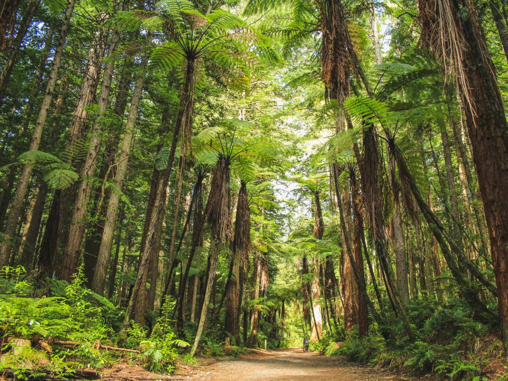 Redwoods at Whakarewarewa Forest in Rotorua, North Island, New Zealand.
