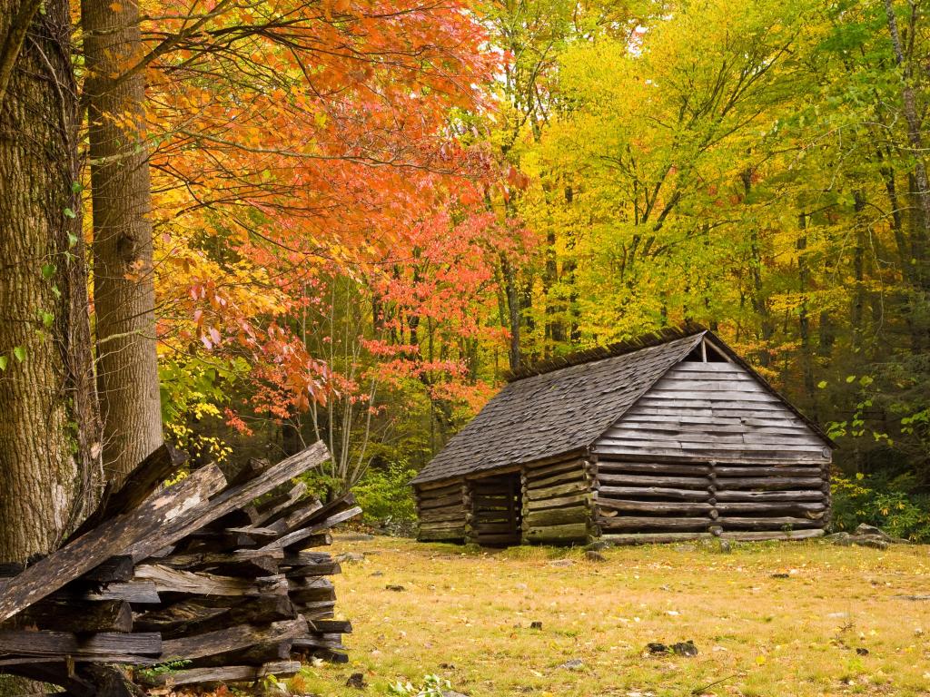 A fall day in Great Smoky Mountains National Park with orange and golden foliage on the trees. There is a wooden barn in the background.