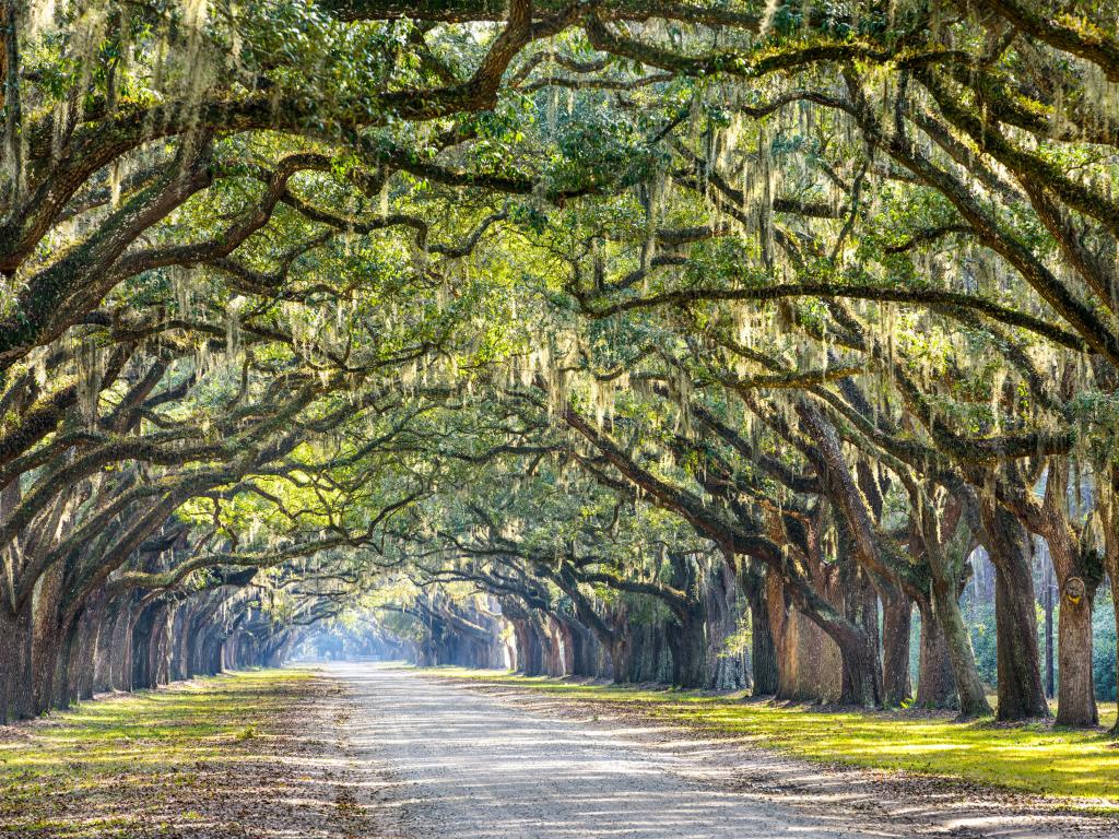 Savannah, Georgia, USA with an oak tree lined road at historic Wormsloe Plantation.