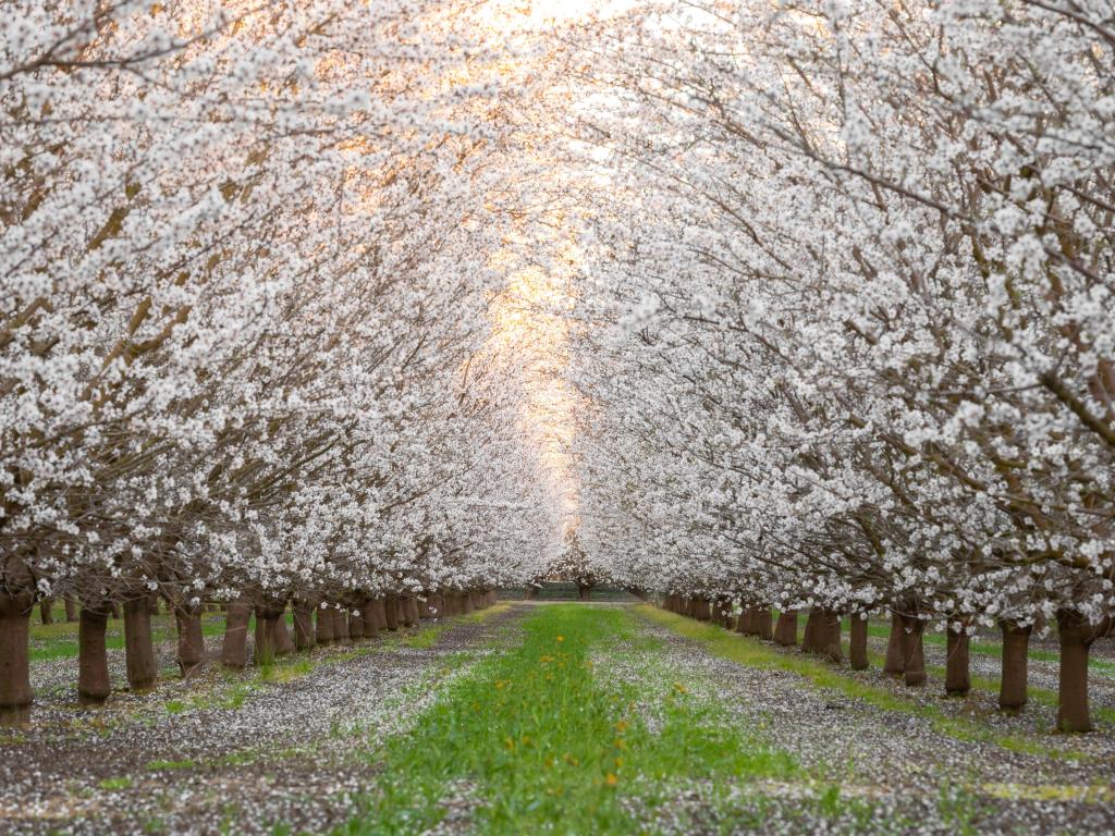 A trail depicting two rows of trees in blossom in Fresno County in spring 2021.