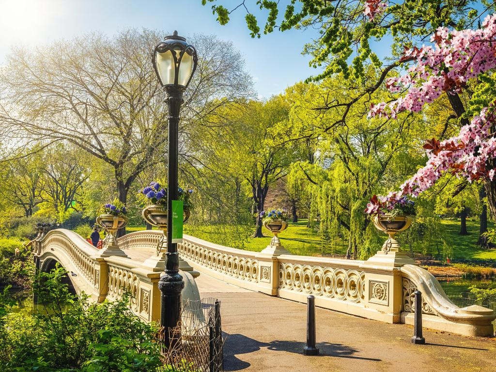 Light stone footbridge crossing lake in Central Park with pink cherry blossom and vibrant green lawns and foliage in the background