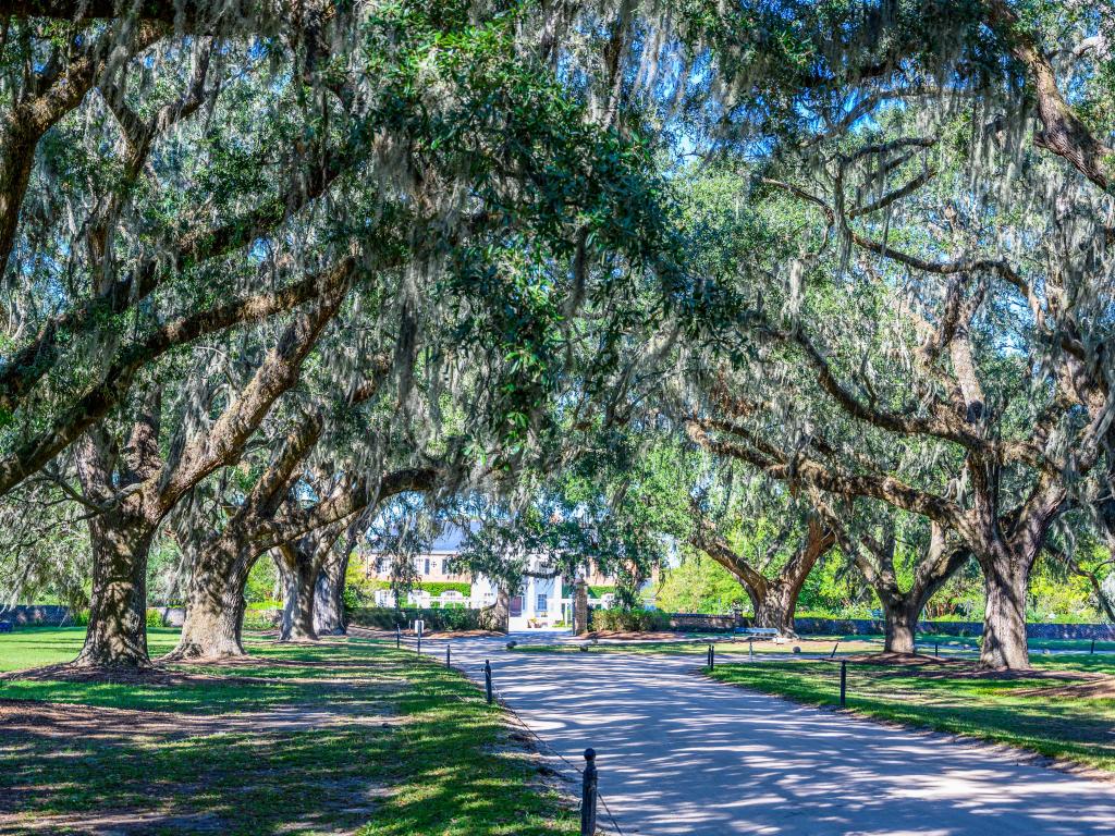 old growth southern live oak trees with Spanish moss lane with main house visible