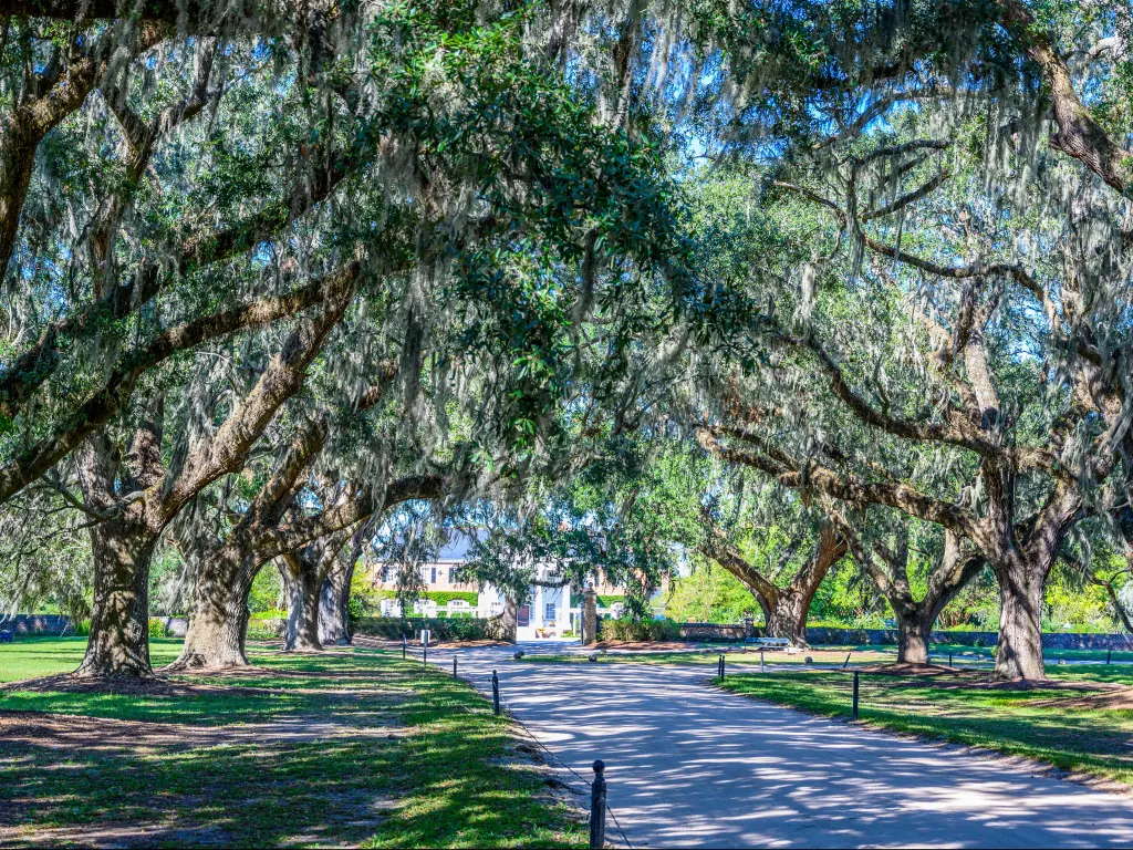 old growth southern live oak trees with Spanish moss lane with main house visible