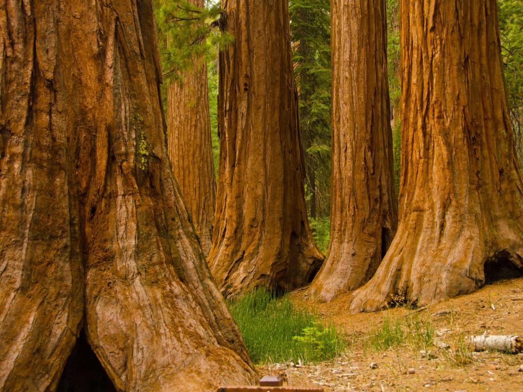 The trunks of giant sequoias in Yosemite National Park.