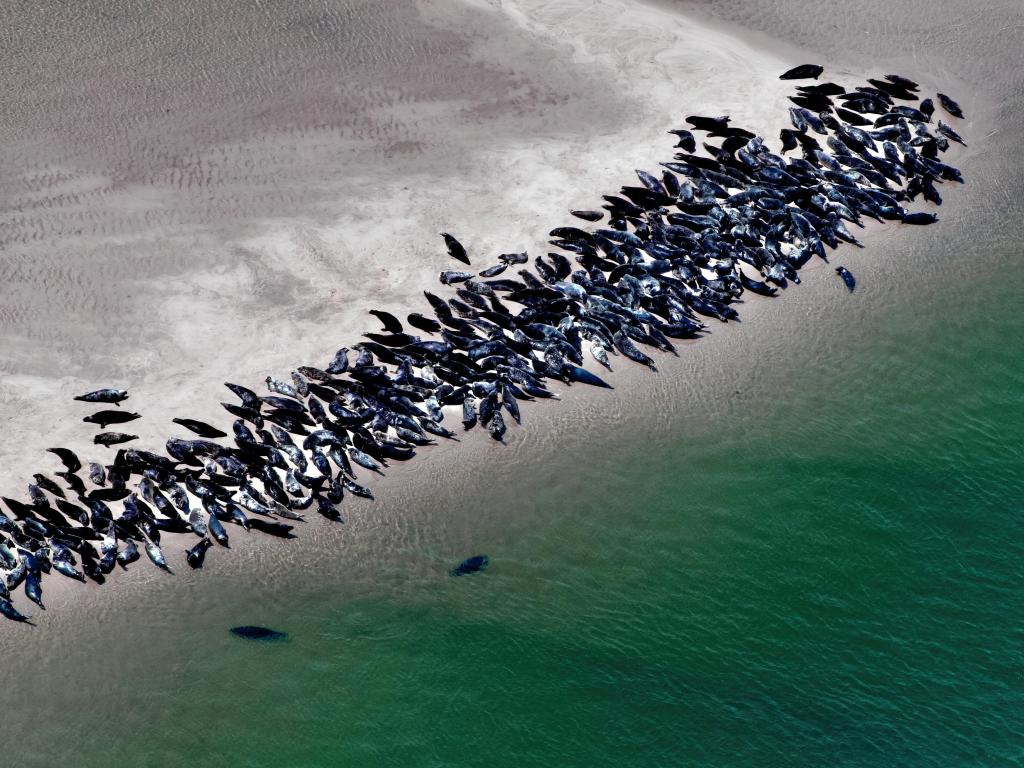 Gray and Harbor Seals Hauled out at Chatham, Cape Cod Aerial