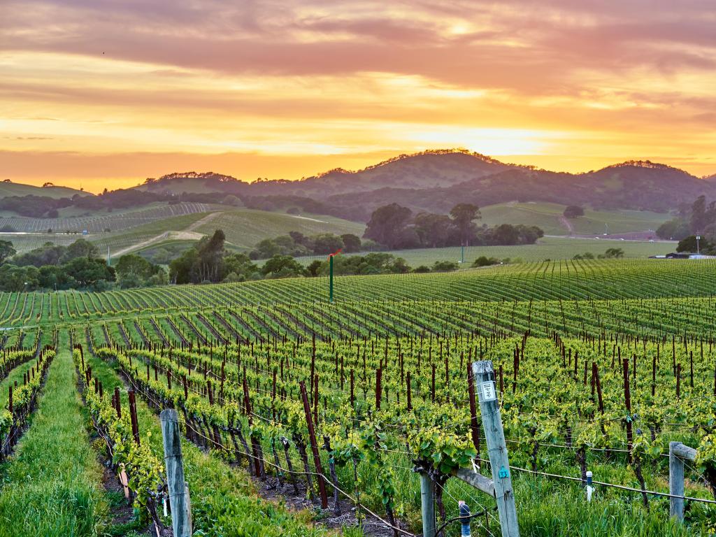 Gently sloping vineyard where parallel rows of ripe vines stretch out into the distance, with low rolling hills in the background