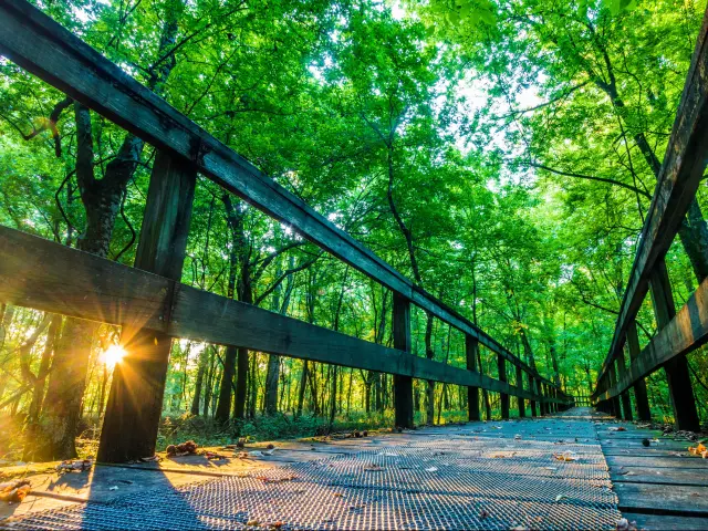 Natchez Trace Parkway, Tupelo, Mississippi, USA taken at sunrise on a hiking trail.