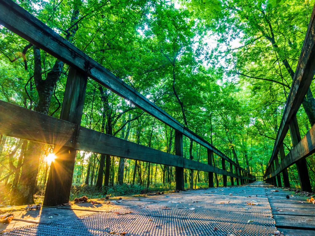 Natchez Trace Parkway, Tupelo, Mississippi, USA taken at sunrise on a hiking trail.