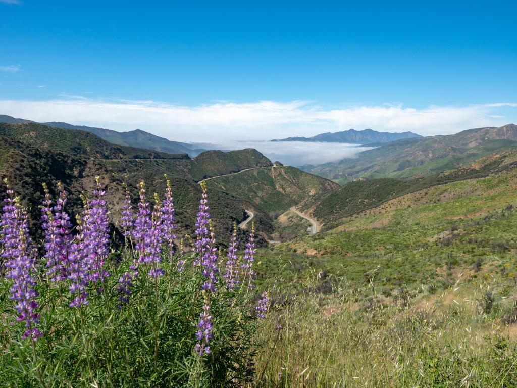 Los Padres National Forest, California, USA taken alongside Highway 33, Ventura County with purple flowers in the foreground and valleys below on a sunny day.